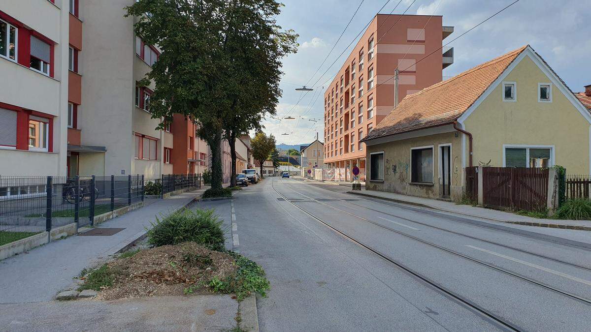 Sieben der zehn Rosskastanien in der Petersgasse wurden umgeschnitten