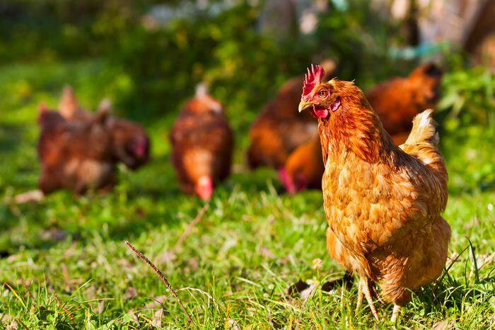 Auch Hühner werden zwischen den PV-Anlagen leben