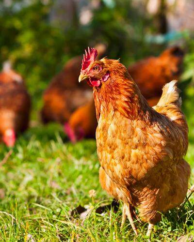 Auch Hühner erröten bei Stress