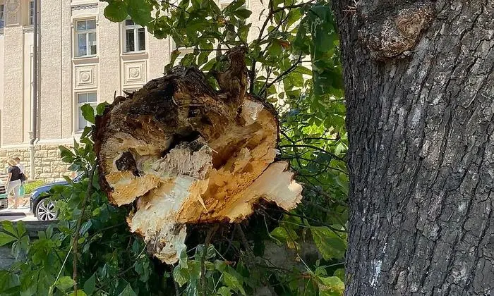 Der Ast hat einen Durchmesser von rund 50 Zentimetern.