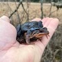 Ein Froschpärchen sitzt auf einer Hand