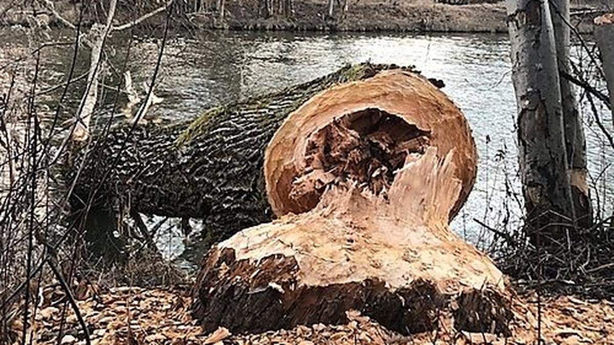 Der Biber kann Bäume fällen, die einen Durchmesser von 50 bis 60 Zentimeter haben