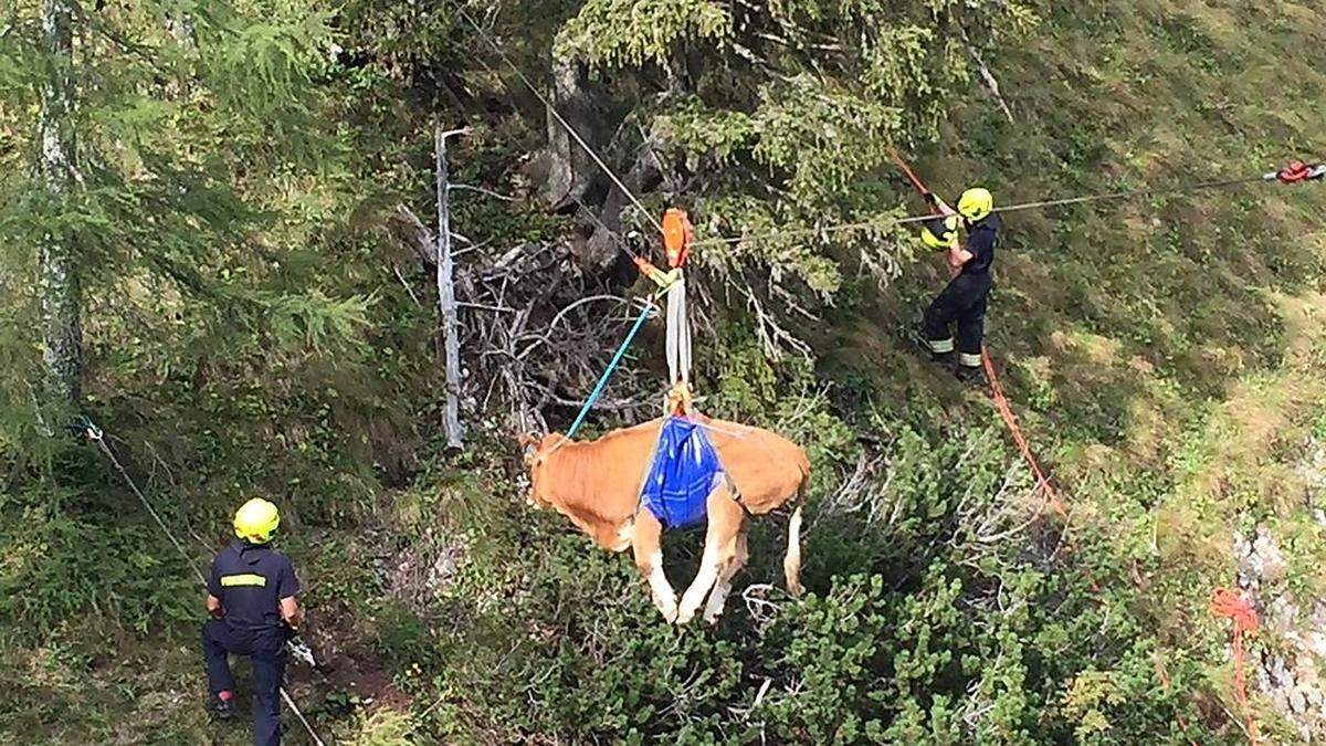 Rettungsaktion für Kuh