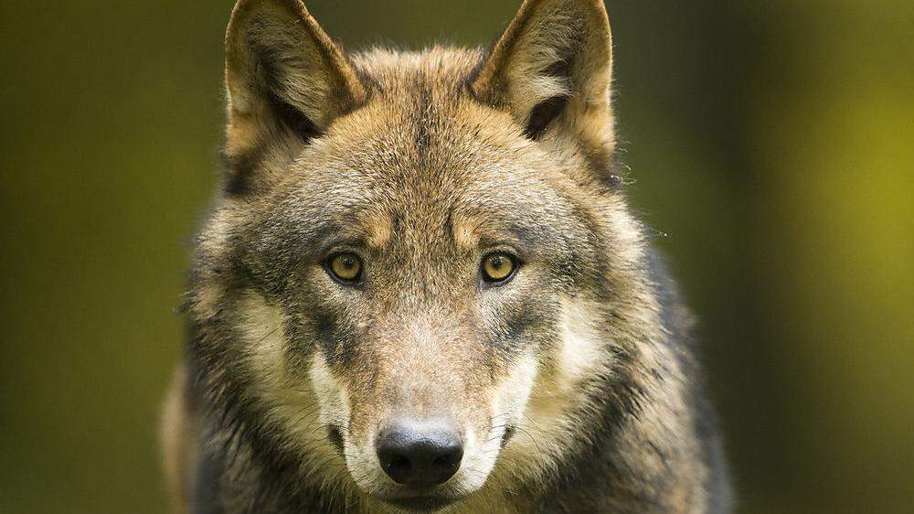 Der Wolf (Symbolbild) sorgt weiter für Gesprächsstoff