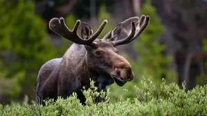 In Österreich sieht man Elche nur sehr selten