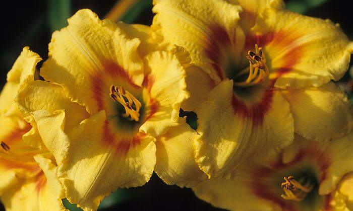 3000 Tagliliensorten gehören zur Sammlung im Garten "bellabayer" 