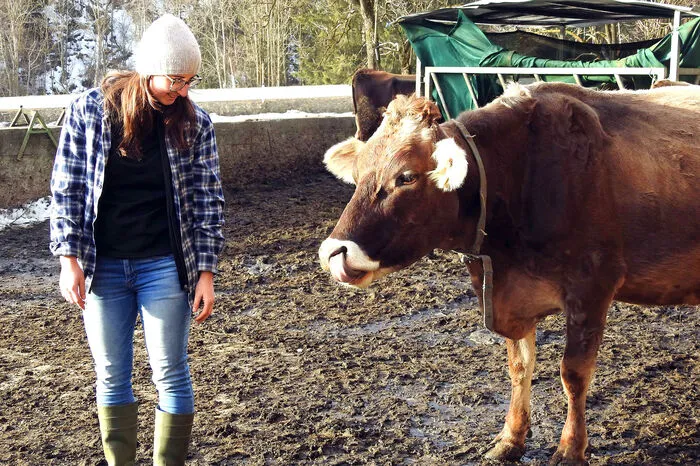 Ich habe gehört, hier wird gestreichelt? Wenn Lena damit anfängt, kommen immer mehr Kühe daher und wollen auch gekrault werden.