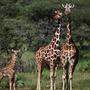 Sujetbild: Vor dem &quot;stillen&quot; Aussterben der Giraffen wird gewarnt