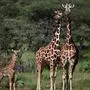 Sujetbild: Vor dem "stillen" Aussterben der Giraffen wird gewarnt