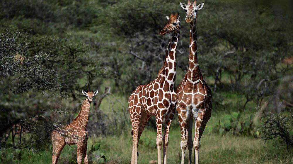Sujetbild: Vor dem &quot;stillen&quot; Aussterben der Giraffen wird gewarnt