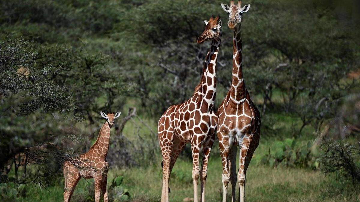 Sujetbild: Vor dem &quot;stillen&quot; Aussterben der Giraffen wird gewarnt