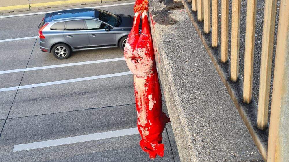 Ein rot angemaltes Schwein wurde auf der Autobahnbrücke in Seiersberg aufgehängt