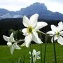 Im Frühjahr blühen die Narzissen im Ausseerland – Ende Mai werden aus den Blüten dann Narzissenfiguren gesteckt