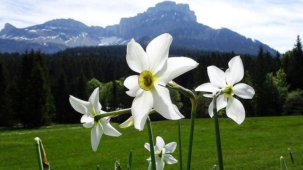 Im Frühjahr blühen die Narzissen im Ausseerland – Ende Mai werden aus den Blüten dann Narzissenfiguren gesteckt