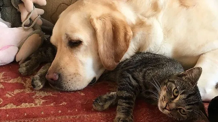 Rose und Burli haben ein schönes Zuhause. Als Weihnachtsgeschenke sind Tiere jedoch absolut ungeeignet