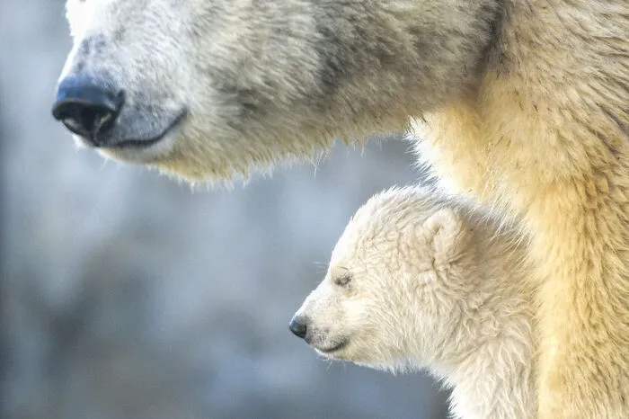 Ab dem Valtentinstag ist der junge Zuwachs auch für die Besucher des Tiergartens zu bestaunen.