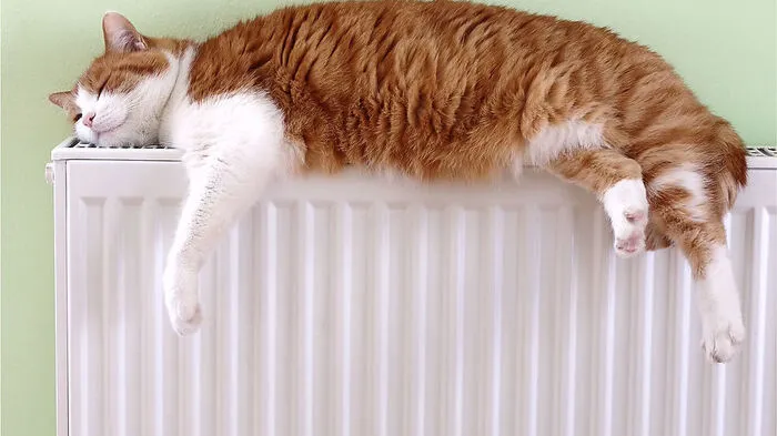 Katzen schlafen überall