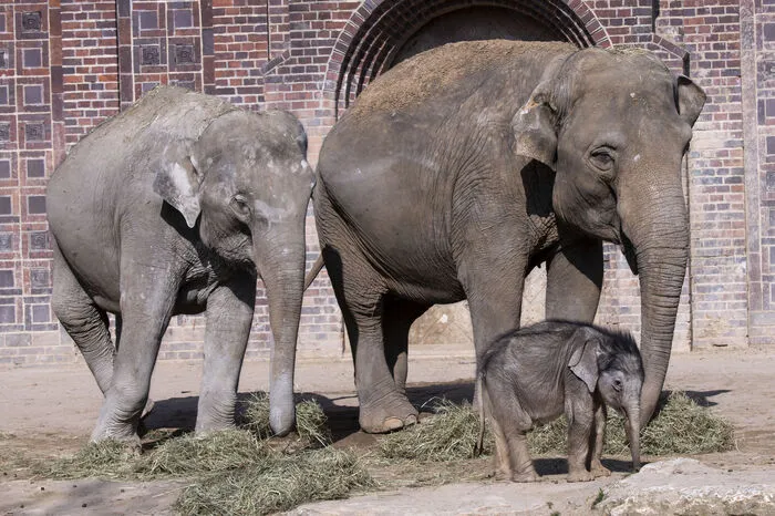 Rani (links) und Don Chung, die beiden Elefantenkühe, auf einem Streifzug durch das Gehege im Leipziger Zoo. Mit dabei das jüngste Mitglied, das im Jänner zur Welt kam.
