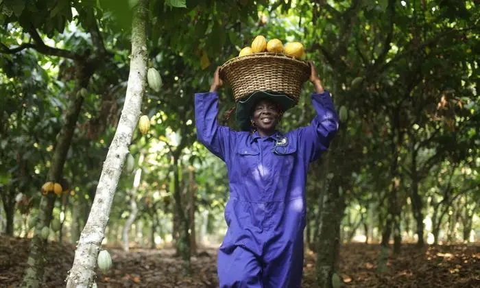 Fairtrade-Kakao ist in Österreich heiß begehrt