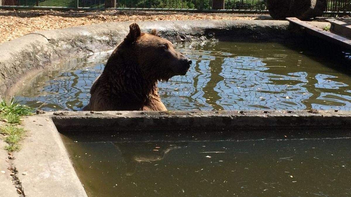 Insgesamt elf Braunbären leben mittlerweile am Bärenhof Berghausen