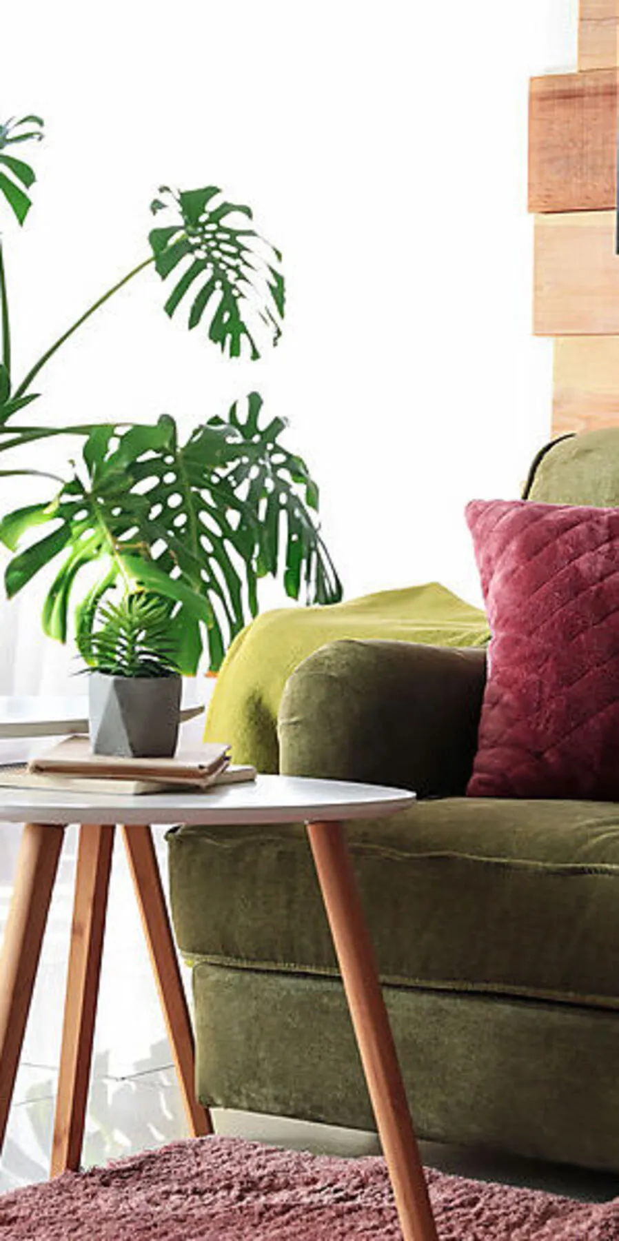 Monstera und Philodendron: Was die Helden im Wohnzimmerdschungel zum  Wachsen brauchen
