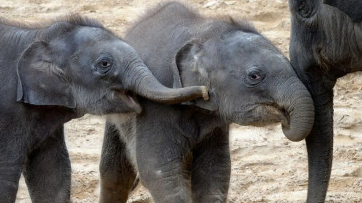 Elefanten im Erlebnis-Zoo Hannover