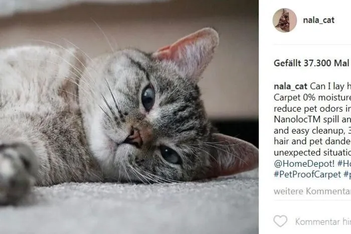 Nala. Silberblick auf vier Pfoten. Ihre Besitzerin hat sie im Tierheim gefunden . . .