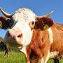Jede steirische Kuh liefert den Milchbedarf von 24 Steirerinnen und Steirern pro Jahr