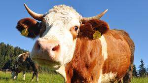 Jede steirische Kuh liefert den Milchbedarf von 24 Steirerinnen und Steirern pro Jahr