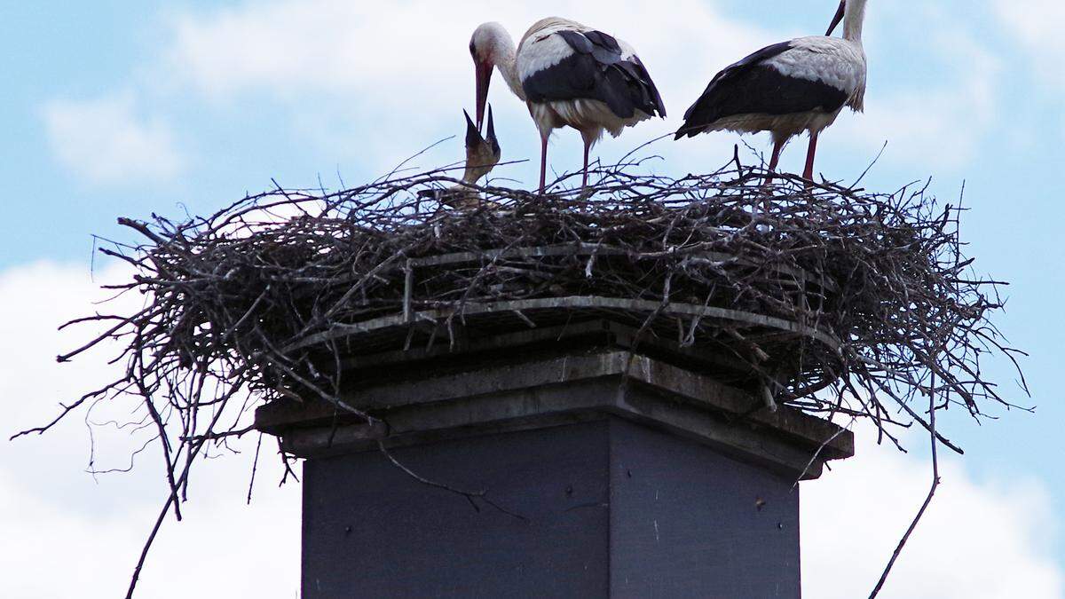 Die Störche können in der Obersteiermark gut leben und auch ihre Jungen ernähren - in diesem Fall in Kapfenberg