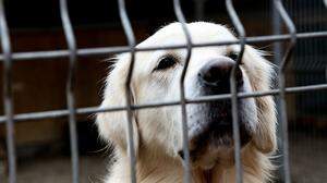 In den Klagenfurter Tierheimen warten zahlreiche Hunde auf ein neues zu Hause