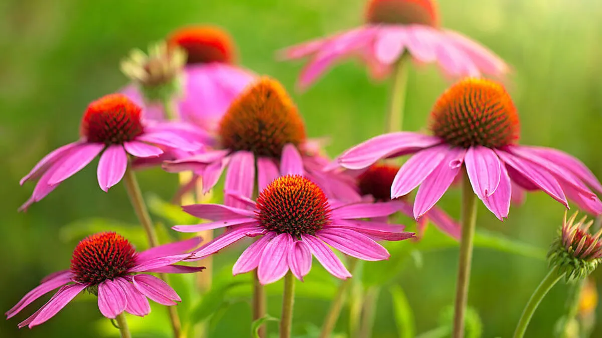 Heilpflanze: Echinacea purpurea