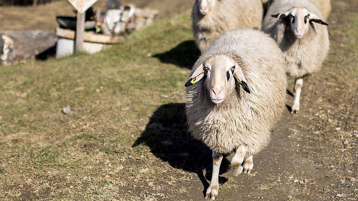 Schaf in Gefahr (Sujet)