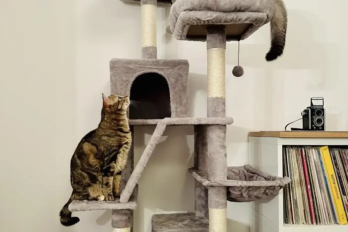 Cece und Noce üben fleißig klettern.