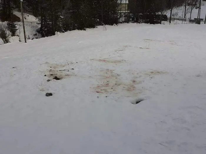 Die blutigen Spuren des Wolfsrisses in Deutsch-Griffen