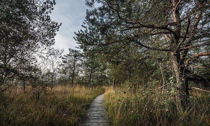 Angelegte Wege führen durch das Moor 