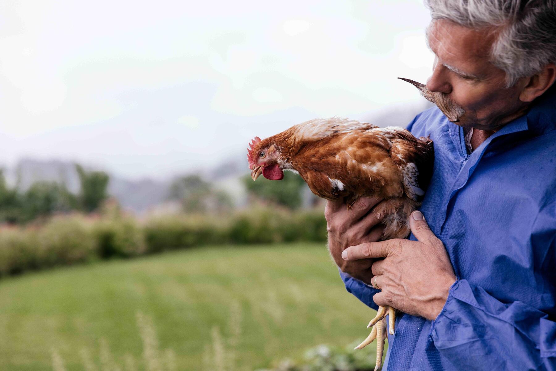 Proteinreich: Trend zum Huhn beflügelt dieses Kärntner Unternehmen