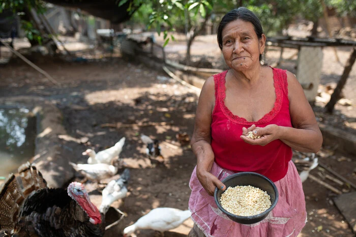 In Guatemala schwenken ganze Gemeinden die weiße Flagge. Seit April 2020 haben Tausende von Guatemalteken im Land begonnen, weiße Fahnen in den Straßen und aus ihren Fenstern zu hissen, um zu zeigen, dass sie Hunger leiden. Für die 10 Millionen Menschen im Land, die unterhalb der Armutsgrenze leben, hat COVID-19 eine ernste Nahrungsmittelkrise noch verschlimmert.