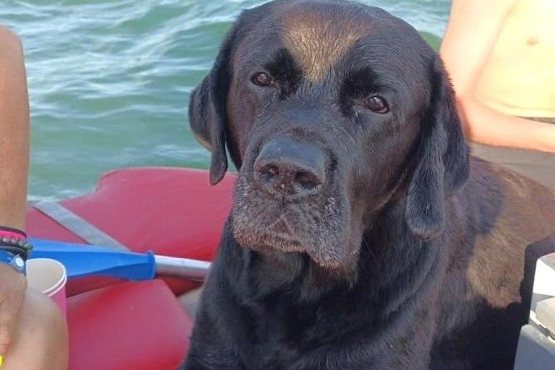 Von Strömung mitgerissen  : Familienhund rettet sich nach fünf Stunden aus der Adria  
