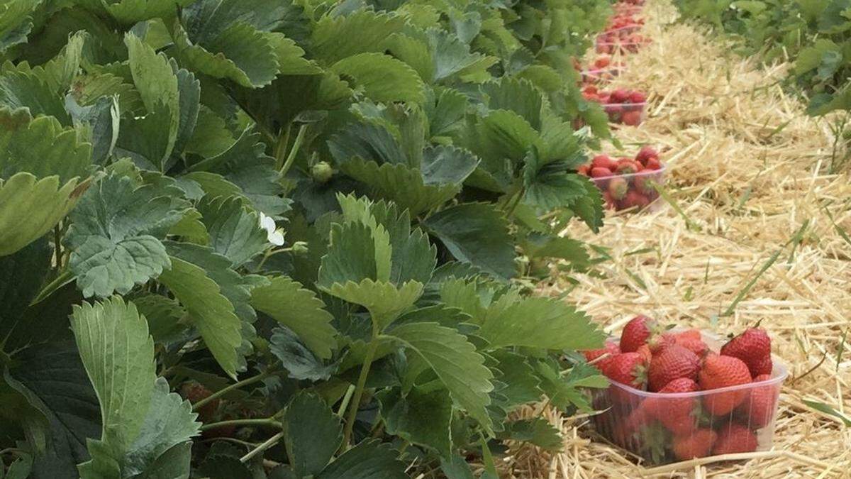 Zum Start in eine gute Erdbeer-Saison, wie etwa am Obsthof Schreiber in St. Margarethen an der Raab, wäre Regen nötig