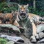 Es gibt in freier Natur in Asien nach WWF-Angaben nur noch rund 4500 Tiger