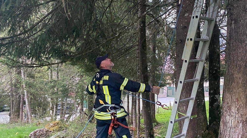Professionell gesichert holte ein Feuerwehrmann die Katze aus rund 30 Metern Höhe vom Baum