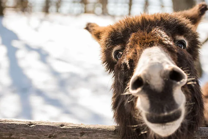 Dodo, Gala, Maya, Charlie und ihre langohrigen Kollegen aus der Herde vom Hof Eselreich in Mariazell machen sich auch im Winter auf zu kurzen Wanderungen durch die verschneiten Wiesen und Wälder der obersteirischen Region. Im Sommer werden sogar mehrtägige Touren durch die Berge mit den Tieren angeboten.