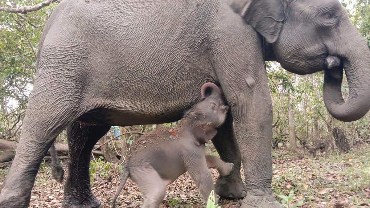 Ein vom Aussterben bedrohter Sumatra Elefant wurde kürzlich im Kambas National Park Indonesien geboren - und nun gab es doppelte Freude in Kenia
