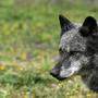 Fünfter Wolf in Osttirol zum Abschuss freigegeben