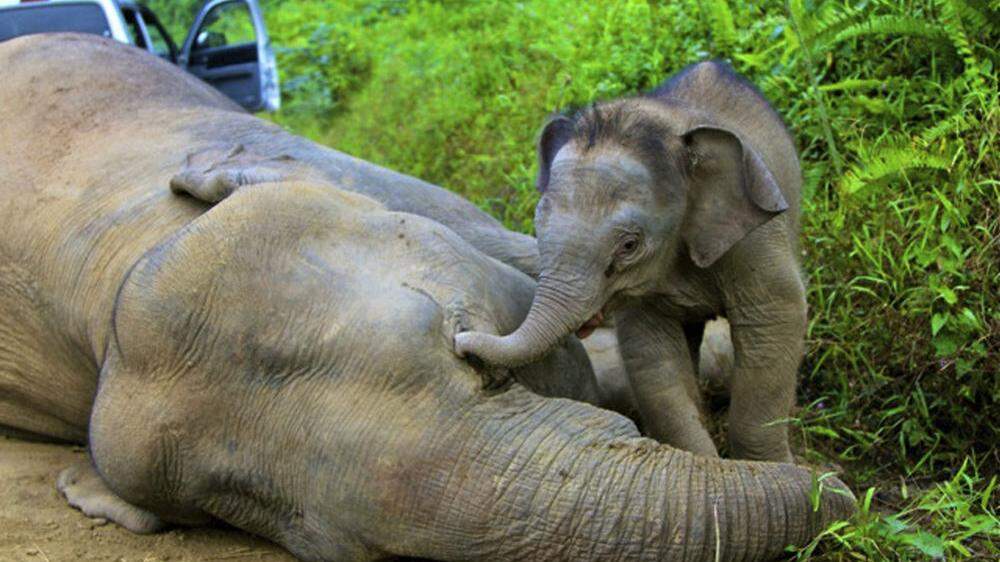 Eine tote Elefantenkuh hatte ein drei Monate altes Kalb