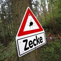 Die Riesenzecke fühlt sich allerdings nicht nur in feuchten Wäldern wohl