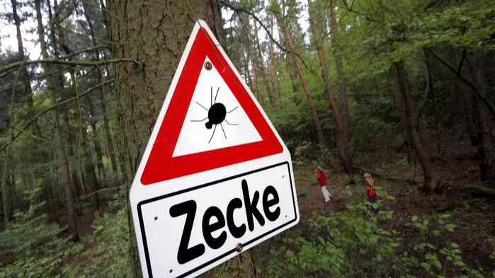 Die Riesenzecke fühlt sich allerdings nicht nur in feuchten Wäldern wohl