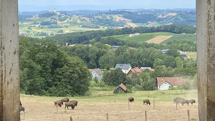 Um die Bisons in Straden wird seit 15 Jahren gestritten
