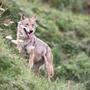 In Oetz wurde ein Wolf von einer Wildtierkamera aufgenommen. (Sujetbild)